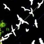 Bisque Birds - Packs - 20 Unit Pack
