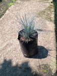 Festuca Glauca 4 Litres