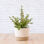 Spekboom - In Jute Cotton Planter