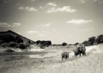 Walk On Art Print - Premium Stretched Canvas A1