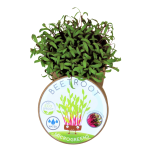 Beetroot Microgreen Kit