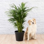 Parlor Palm - Large - 30CM Nursery Pot
