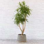 Dragon Tree - Alchemy - Extra Large - In 45CM Zuzu Basket 1.7M