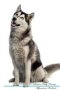 Siberian Husky Affirmations Workbook Siberian Husky Presents - Positive And Loving Affirmations Workbook. Includes: Mentoring Questions Guidance Supporting You.   Paperback