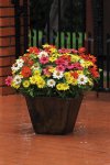 Zinnia Zahara Mix Seed - 10 Raw Seed