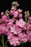 Stocks Katz Pink - 30 Raw Seed