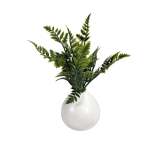 Greenery 26CM In Ceramic Pot 10X10CM - Fern