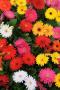 Gerbera Revolution Select Mix - 5 Coated Seed