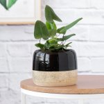 Heart Leaf Fern - In Black Caxi Planter