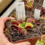 Venus Fly Trap 'wip Long Snapper.' Special Import. - 3 Years Or Older. 12CM Plastic Container.