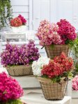 Schizanthus Atlantis Formula Mix Seed - 250 Raw Seed