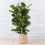 Fiddle Leaf Fig - 3 Stem - Extra Large - In Fundo Palm Leaf Basket