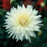 Dahlia Cactus – “white” Bulbs
