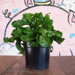 Hurricane Birds Nest Fern - 14CM Nursery Pot