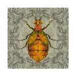 Blister Beetle Art Print - 100CM X 100CM Fine Art Print