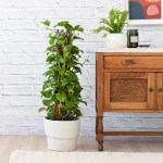 Golden Pothos - Mosspole - In Moon White Planter Rounded Shape