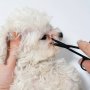 Pet Grooming Scissors For Dogs And Cats - Stainless Steel Easy Clean Eye Trimming Shears For Tear Stain Removal And Fur Trimming - 1