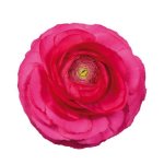 Ranunculus Elegance Hot Pink Seed - 250 Raw Seed