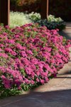 Dianthus Jolt Cherry Seed - 100 Pelleted Seed