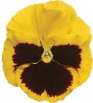 Pansy Matrix Blotch Yellow Seed - 500 Raw Seed