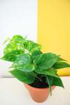Golden Pothos - 12CM