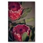 Red Protea 2 Art Print - A3 No Frame Print Only