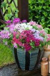 Phlox Popstars Mix Seed - 10 Raw Seed