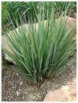Dianella “little Rev” 10LT
