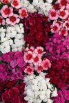 Dianthus Coronet F1 Mix Seed - 10 Pelleted Seed