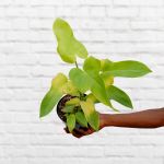 Philodendron - Golden Violin - 15CM Nursery Pot