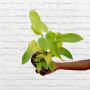 Philodendron - Golden Violin - 15CM Nursery Pot