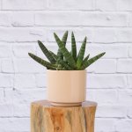 Mother In Law's Tongue - Starfish - In Blush Migo Planter