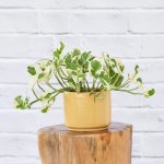 Pothos - N'joy - 12CM In Mustard Migo Planter