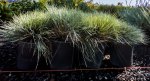 Click & Plant Online Nursery