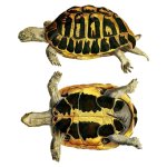 Tortoise 2 Art Print