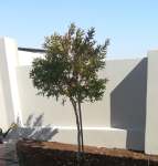 River Bushwillow Gauteng Only - 100 Litres