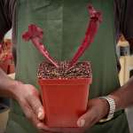 Trumpet Pitcher Sarracenia Lady - Medium To Large Plant. 12CM Plastic Container.