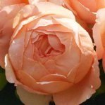 Rose Avril Elizabeth Home 5LT