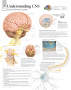 Central Nervous System 1750