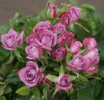Lavender Jade Rose Standard lollipop 50CM
