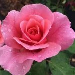 Duet Rose 5LT