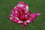 Candy Stripe Hybrid Tea Rose 5LT