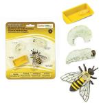 Life Cycle Of A Honey Bee