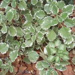 Plectranthus Madagascariensis 3 Litres