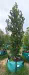 Syzygium Paniculatum 250LT Eugenia