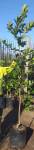 Syzygium Cordatum 20LT Water Berry