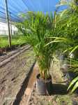 Chrysalidocarpus Lutescens Dypsis Lutescens 20LT