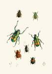 The Cabinet Of Oriental Entomology Pl Xviii 1848 Art Print - A2