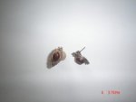 Amber .925 Sterling Silver Earrings STSE29