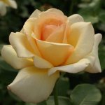Ryk Neethling Hybrid Tea Rose 5LT